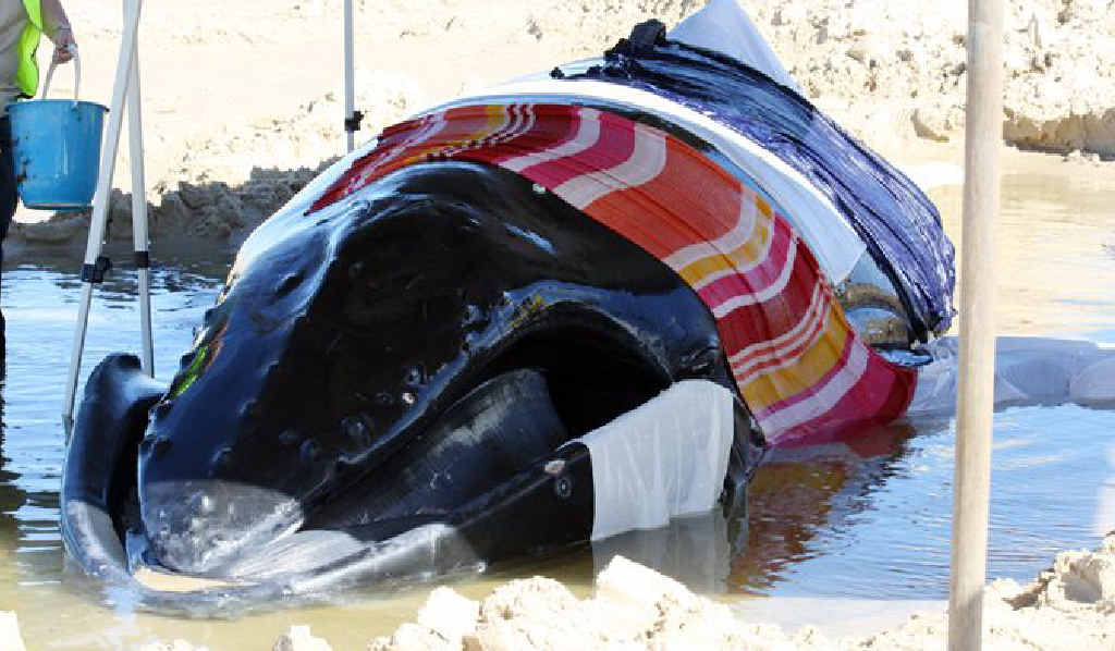 The juvenile humpback whale is covered in towels as rescuers try to keep it alive. The juvenile humpback whale is covered in towels as rescuers try to keep it alive.